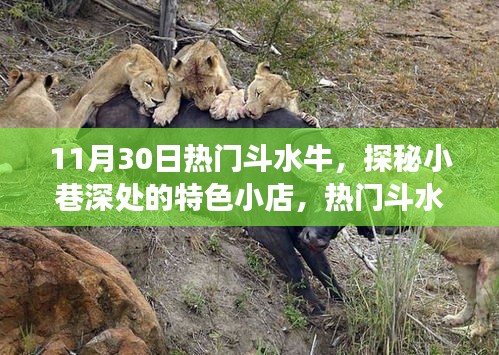 探秘小巷特色小店，一场不期而遇的斗水牛惊喜之旅