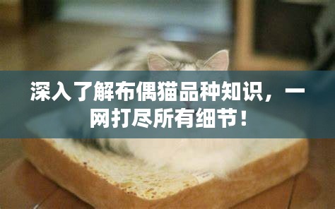 深入了解布偶猫品种知识，一网打尽所有细节！