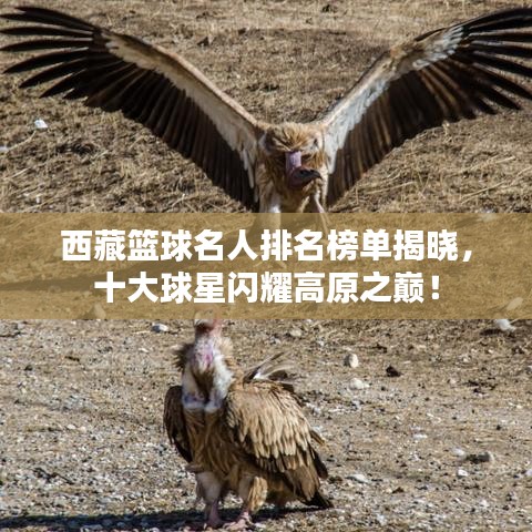 西藏篮球名人排名榜单揭晓，十大球星闪耀高原之巅！