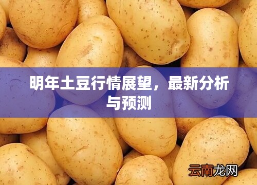 明年土豆行情展望，最新分析与预测