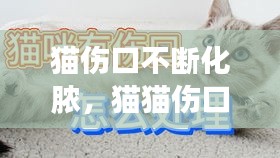 犯而不校