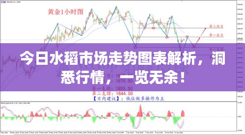 今日水稻市场走势图表解析，洞悉行情，一览无余！