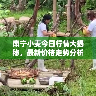 南宁小麦今日行情大揭秘，最新价格走势分析